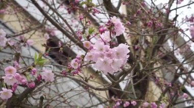 Şehir caddesinde çiçek açan bir ağaca yakın plan pembe sakura çiçekleri bulanık bir binanın arka planına karşı. Bahar konsepti El kamerasıyla.