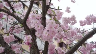 Gökyüzünün arka planında güzel pembe çiçekler olan çiçek açan sakura dalları ve şehir caddesinde binalar. El kamerasıyla.