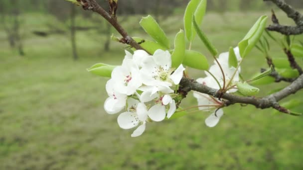 Kersenbloesem Met Witte Mooie Bloemen Een Bloeiende Tak Van Een — Stockvideo