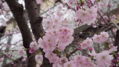 İlkbaharda pembe çiçekli Sakura ağacı açar. Kiraz çiçekleri olan güzel bir Japon ağacı. Şehir parkında bahar çiçekleri. El kamerasıyla.