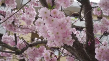 Bir bahar caddesinde güzel bir sakura çiçeği (kiraz çiçeği). Sokak manzarasında çiçek açan sakura ağacı. El kamerasıyla.
