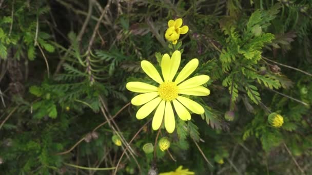 Žlutá Divoká Květina Zblízka Zelenými Listy Trávníku Horní Pohled Ruční — Stock video