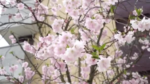 Malebné Sakura Květiny Větvi Kvetoucího Jarního Stromu Pozadí Obytné Budovy — Stock video