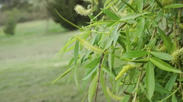 Primavera Cae Sobre Rama Del Sauce Que Llora Acercan Colina — Vídeos de Stock