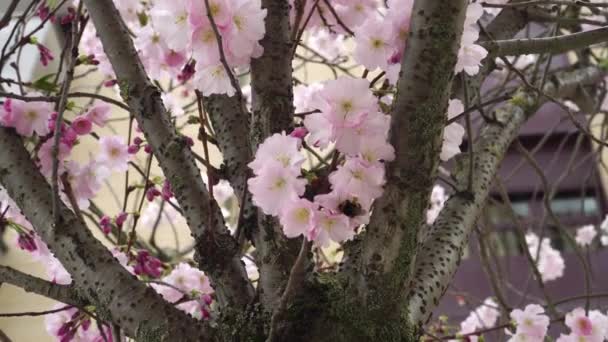 Bumblebee Poliniza Hermosas Flores Rosadas Árbol Sakura Flor Calle Ciudad — Vídeos de Stock