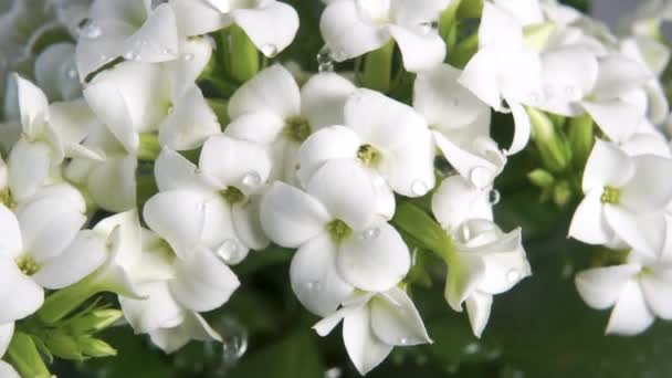 Mooie Witte Kalanchoë Bloemen Close Een Stroom Van Water Met — Stockvideo