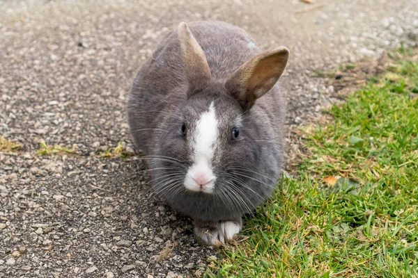 Gray rabbit on an asphalt road with grass close up