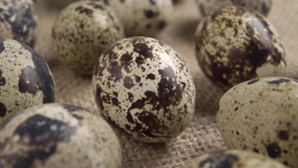 Kumaş Üzerinde Bıldırcın Yumurtası Makro Doli Vuruşu — Stok video
