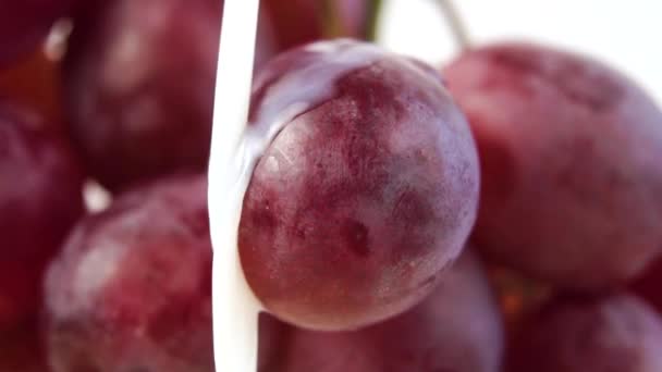 Mleko Splash Kilka Czerwonych Winogron Zbliżenie Zwolnionym Tempie Białym Tle — Wideo stockowe