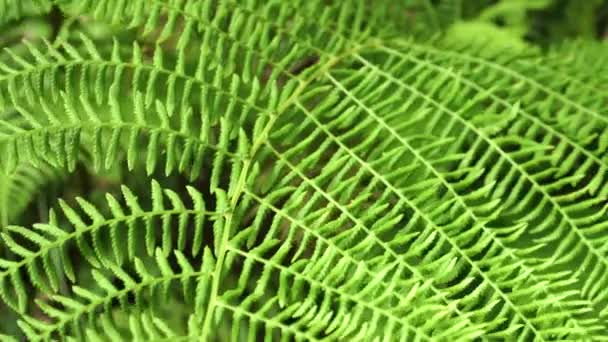 Zbliżenie Teksturowanych Liści Paproci Leśnej Makro Strzał Kołysząc Się Wietrze — Wideo stockowe