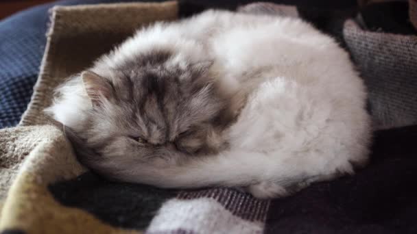 Gray Persian Cat Slumbers Plaid Bed Blanket Squints Its Beautiful — Stock Video