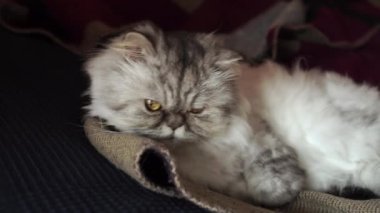 Oyuncu Pers kedisi, ekose bir kanepede yatarken büyük, güzel gözleri ve kıvrık patileriyle oynuyor. Yakın plan.