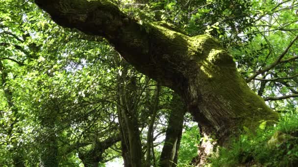 Vecchio Albero Una Foresta Fatata Con Muschio Tronco Una Giornata — Video Stock