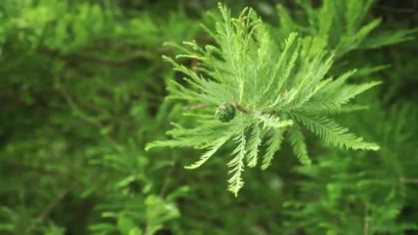 Cône Conifères Sur Une Branche Feuillage Conifères Verdoyant Estival Cryptomeria — Video