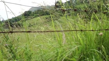 Yamaçta dikenli telleri ve ormanı olan tarım arazisi. Uzun çimenli tarım arazileri. Doğanın güzelliği konsepti. Dağ manzarası
