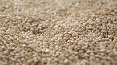 Çiğ kinoa tohumları. Makro atış. Döndürme arkaplanı