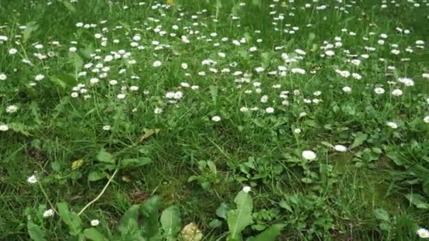 Polne Dzikie Kwiaty Rumianku Kołyszą Się Wietrze Polu Dolly Strzał — Wideo stockowe
