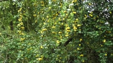 Medlar ağacı. Bir bahçe ağacının dallarında birçok olgun lokuat meyvesi. Kapat.