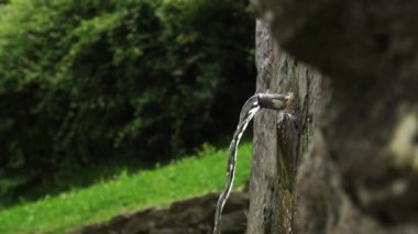 Mineral dağ pınarının suyu eski bir taş duvardan fışkırıyor. Bulanık bitki ve taşlar. Yavaş çekimde akış ve sıçrama.