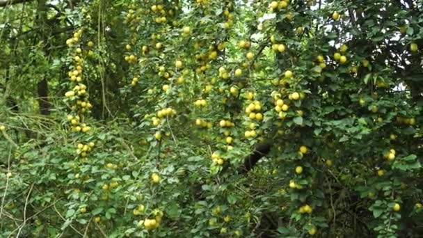 Medlar Ağacı Bir Bahçe Ağacının Dallarında Birçok Olgun Lokuat Meyvesi — Stok video