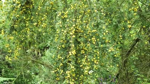 Δέντρο Medlar Αφθονία Ώριμων Φρούτων Στους Θάμνους Του Κήπου Βαρέα — Αρχείο Βίντεο