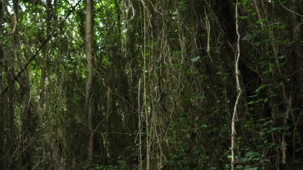 Άγρια Παλιά Τροπικά Δάση Κατάφυτα Αναρριχητικά Φυτά Άιβι Αμπέλια Κοντά — Αρχείο Βίντεο