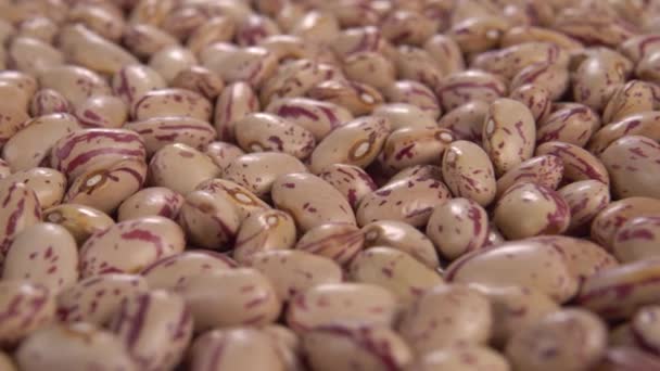 Raw Cranberry Beans Macro Dolly Shot — Stock Video