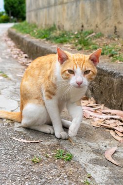 Sokak kedisi kaldırımda. Yaklaş.