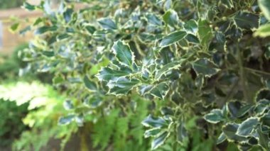 Ilex aquifolium Argentea Marginata bahçede. Noel kutsallığı. Kapatın. Doğal çeşitlendirilmiş desen