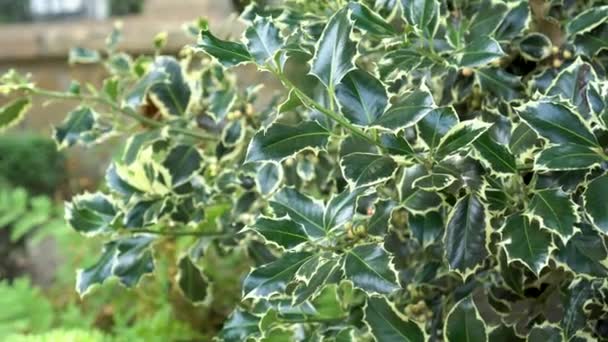 Evergreen Holly Ilex Aquifolium Strom Stříbrné Královny Přírodním Parku Různorodé — Stock video