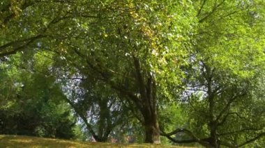 Yeşil bir parkta sarı huş ağaçlarının yaprakları dökülüyor. Sonbaharın başında. Ağır çekim. Mevsimlik manzara