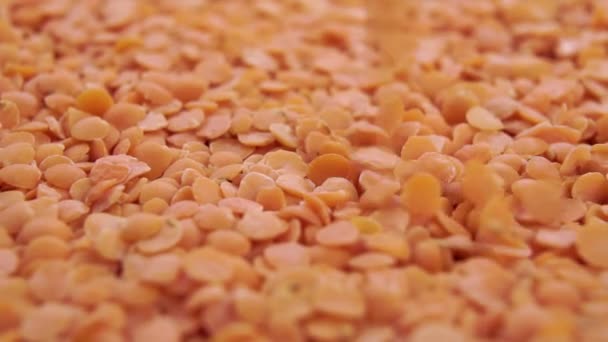 橙色干珊瑚扁豆 在慢动作中落下未煮熟的分裂颗粒 豆类食品配料概念 Dolly Shot — 图库视频影像