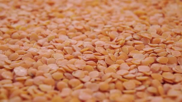 Haufen Orangefarbener Trockener Ungekochter Linsen Makro Dolly Erschossen Indische Hülsenfrüchte — Stockvideo