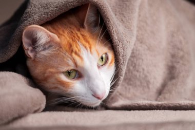 Ginger tekir kedisi sıcak battaniyenin altında saklanıyor. Daire konsepti soğuktur.