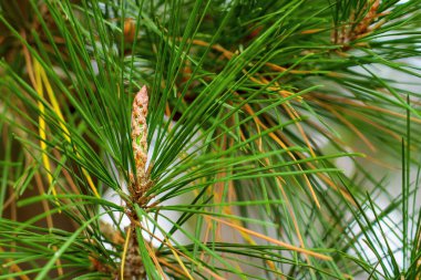 Genç çam kozalağı filizlenir ya da kozalaklı ağaç dalında doğal büyüme ve orman ortamında mevsimsel gelişim için taze yeşil iğneler bulunur.