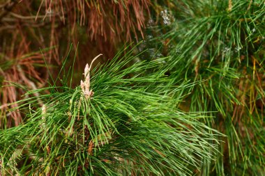 Çiçek açan çam ağacı, yemyeşil ve kahverengi iğne yapraklarıyla bir ormanda. Genç kozalaklı kabarcıklar gelişiyor.