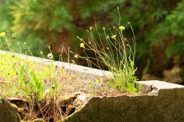 Çatlak beton yapıda yetişen vahşi sarı karahindiba çiçekleri.