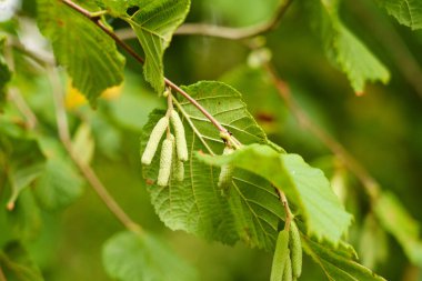 Hazel Catkins ormanda yeşil yapraklarla çiçek açan ağaç dalında. Corylus avellana