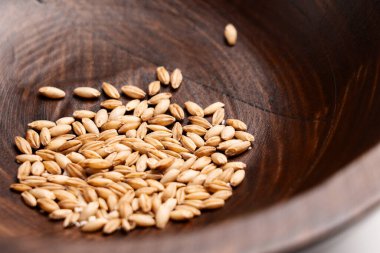 Tahta kapta çiğ kedi otu taneleri. Yaklaş.