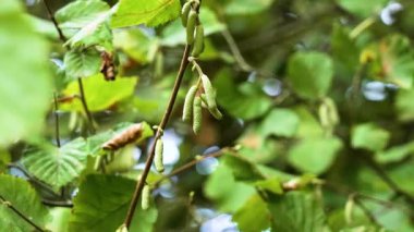 Corylus Avellana Catkins, gün ışığında taze yeşil fındık yaprağıyla bir ağaç dalında asılı duruyor. Mevsimlik orman ortamı