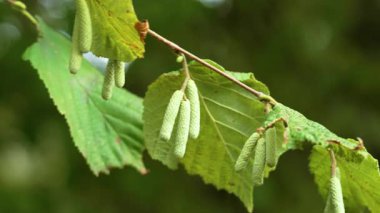 Hazel Catkins ormanda yeşil yapraklarla çiçek açan ağaç dalında. Corylus avellana