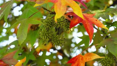 Sıvı çubuk ağacının dikenli tohumlarıyla sonbahar yaprakları. Yeşil, sarı ve turuncu renkli mevsimlik yapraklar