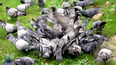 Bir grup güvercin şehir parkında beslenirken kümelendi. Şehir yaban hayatı kavramı.