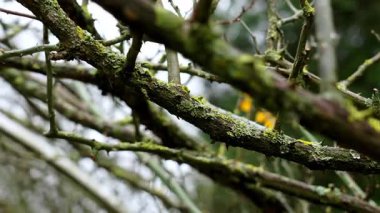 Dikenli yağmurdan sırılsıklam olmuş yeşil yosun ve liken ile sarmalanmış gül dalları. Sert ağaç kabuğu dokusu