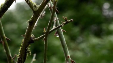 Küçük yosun ve yosun parçalarıyla kaplı ıslak gül sapları. Dikenli yeşil filizler bir bahçe sarmaşığında su damlasıyla kesişiyor