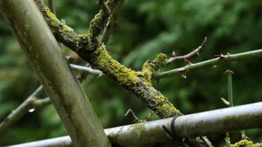 Islak yeşil yosun ve siyah plastik kablo ile kaplı kalın gül sapları kışın park bahçesinin kemerine bağlanmış.