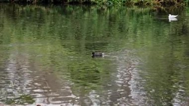 Su yüzeyinde dalgalanmalar olan sakin bir gölette yalnız yüzen sıradan bir bozkır tavuğu.