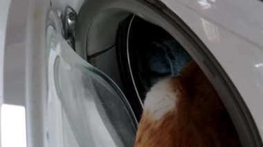 Çamaşır makinesiyle çamaşırları karıştıran meraklı bir kızıl kedi.
