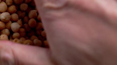 Bir insan eli bej bir bezin üzerine dağılmış kurutulmuş nohutları topluyor. Bitki bazlı malzeme. Sağlıklı yaşam tarzı kavramı.