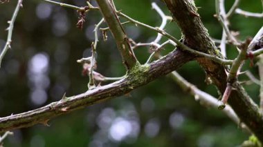 Yosun kaplı gül dalları ve dikenli yosunlar yeşil bir yaprak zemininde